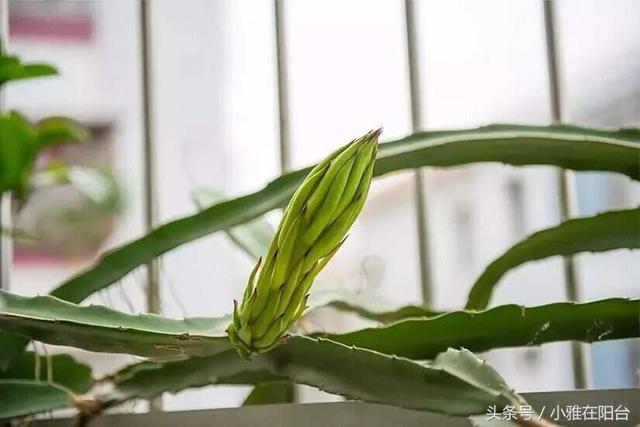 盆栽火龙果怎么种，一节枝子就能扦插，一年长爆盆，果子又大又多