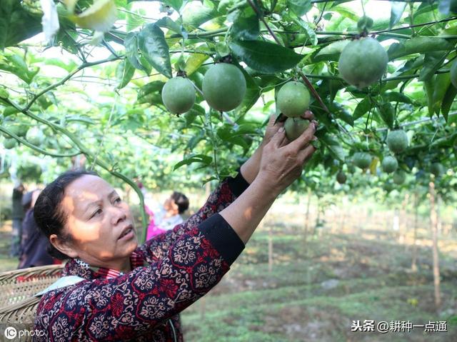 百香果栽培种植管理及病虫防治