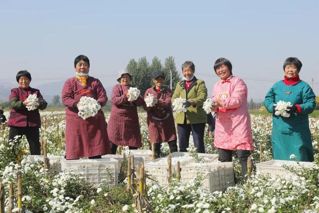 撸起袖子加油干 风雨无阻向前行——西义羊村百亩药菊喜获丰收