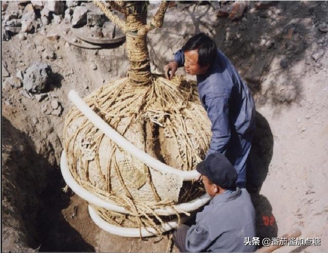 园林植物栽植与养护简易技术（苗木缓苗期及处置方法）