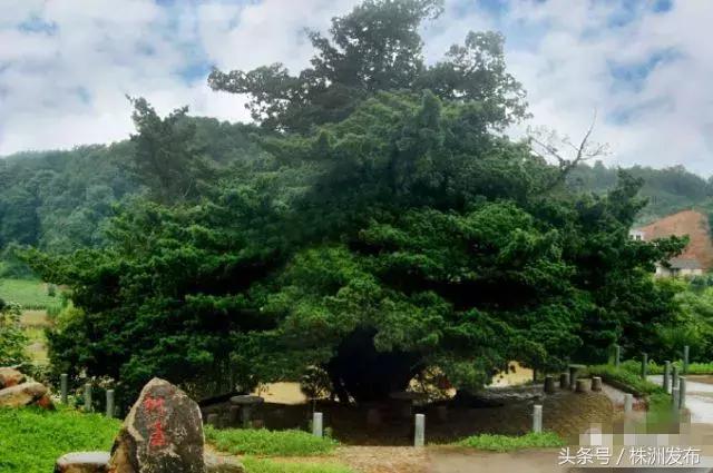 湖南十大树王，一棵在炎陵！株洲6株“湖南最美古树”，炎陵又占4席