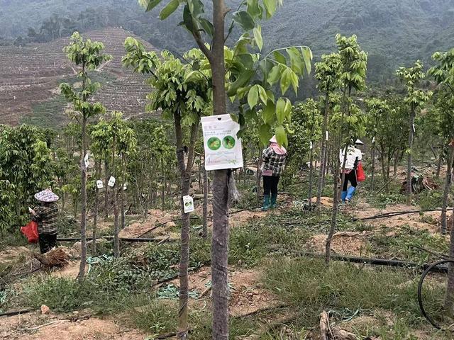 沉香人工栽培的技术要点，与造林存活率和沉香结香量之间的关系