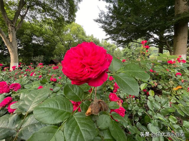 【乐悠游杭州】杭州花圃