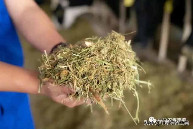 专访！青贮玉米走红？它的优势在哪？能带来多少收益？前景如何？