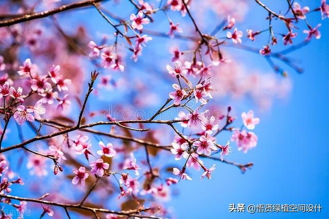 梅花适合在院子里种植吗？怎么在院子里养它？