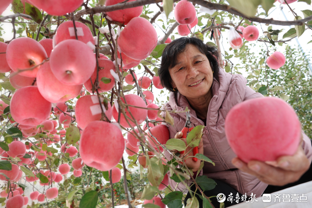 山东苹果，凭什么是中国苹果之神？