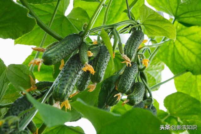 日光温室秋冬茬黄瓜栽培技术，菜农早学会早受益，建议收藏备用