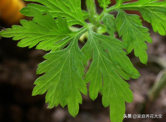 艾草当花种，简单不费心，端午挂门前，驱蚊还能吃！