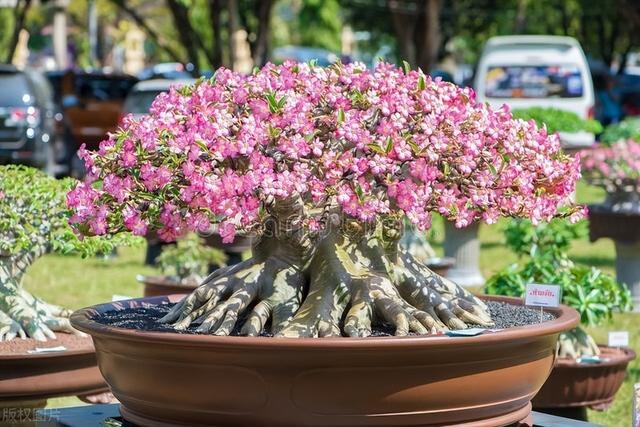 夏日阳台“C位花”，大热天不浇水，开出满盆小玫瑰