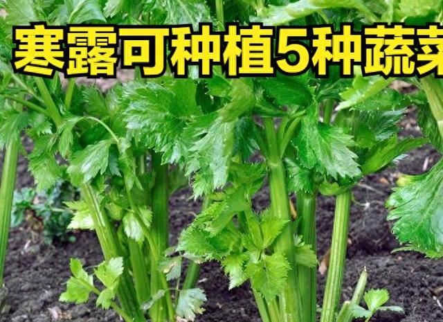 农事小窍门5种冷衡蔬菜，安心种植，冬季丰收即在望！