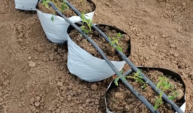 秋延种植番茄、黄瓜，栽苗后多做2件事，防死苗，促生根