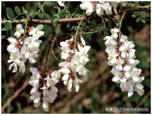 【自然科普】刺槐：花可食