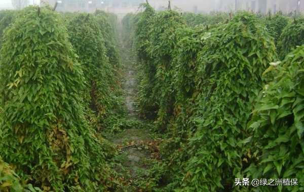 波尔森农业：山药种植管理技术和施肥方案，这几个要点要掌握