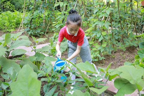 深圳外国语小学“青青葵园”小菜地迎来丰收季