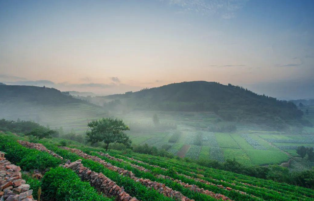 日照绿茶怎么样？为何称其为“江北第一茶”？绿茶新贵好不好喝？