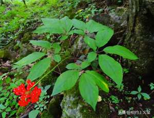 人参种植几年(人参分类简述-生长环境篇)