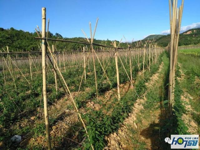 德庆这28亩南药预计收成就有65万多！已有南药种植基地250多亩！