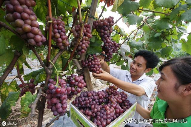 葡萄苗什么时候种植好？怎么让葡萄苗移栽后第二年就开花结果？