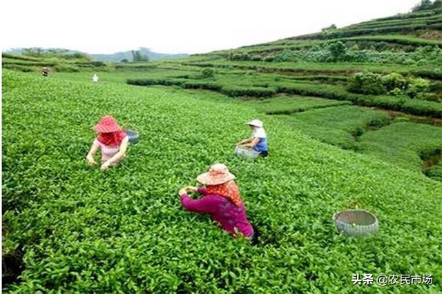 山西大同市山丘区——有机旱作黍子种植技术，种植户多了解