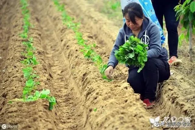 红薯高产种植施肥有讲究