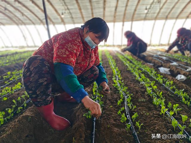 「连云港看点」山左口镇左庄村：栽植菊花一分田增收一万元