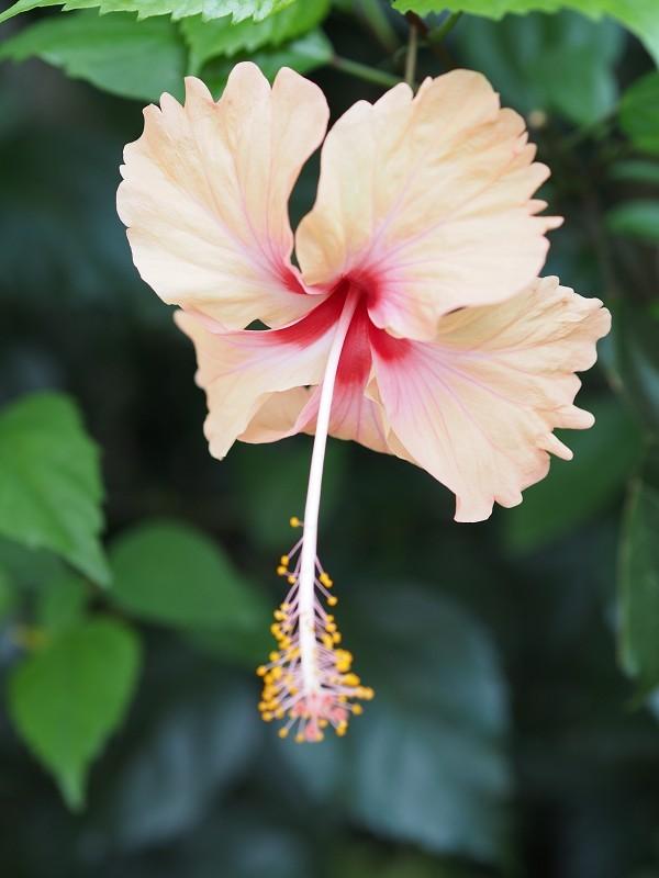 如何给扶桑花浇水