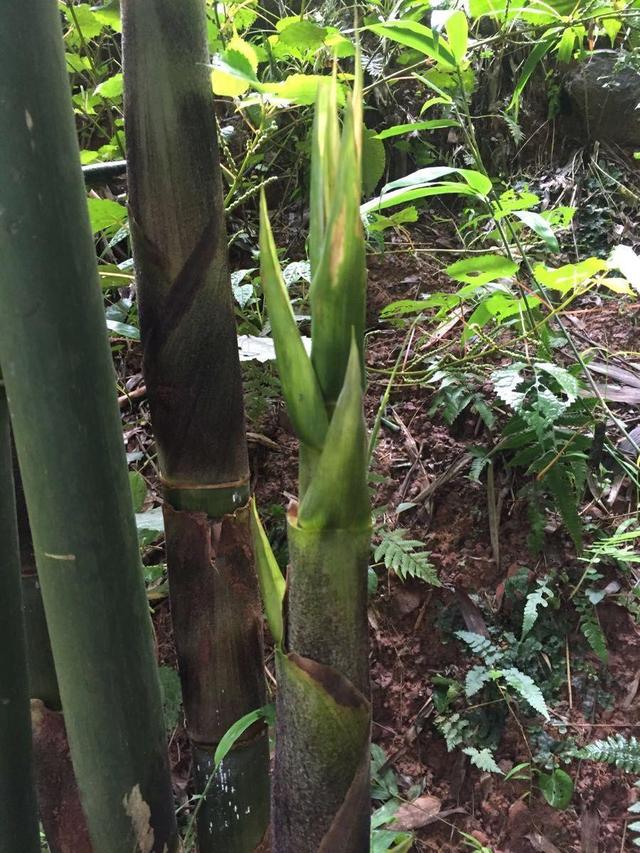 找点土找个盆，埋点种子自己发芽，来年不花钱吃上新鲜竹笋