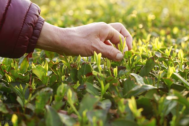 日照绿茶怎么样？为何称其为“江北第一茶”？绿茶新贵好不好喝？