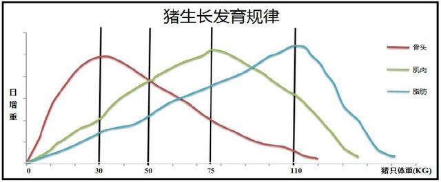 为什么猪每天吃草，吃糠这些低热量没营养的东西，还能长这么肥？