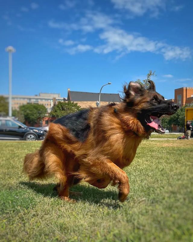 北京德牧犬养殖基地