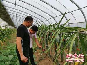 山东火龙果苗种植基地(通许县厉庄乡：火龙果种植种出火红的日子)