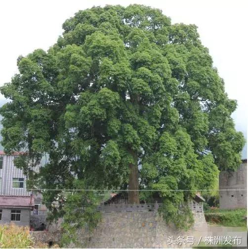 湖南十大树王，一棵在炎陵！株洲6株“湖南最美古树”，炎陵又占4席