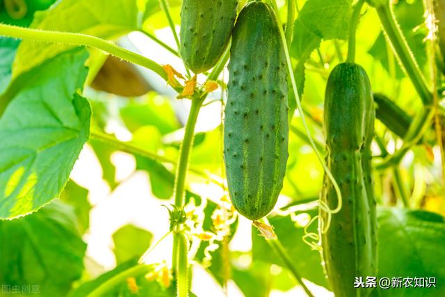 日光温室秋冬茬黄瓜栽培技术，菜农早学会早受益，建议收藏备用