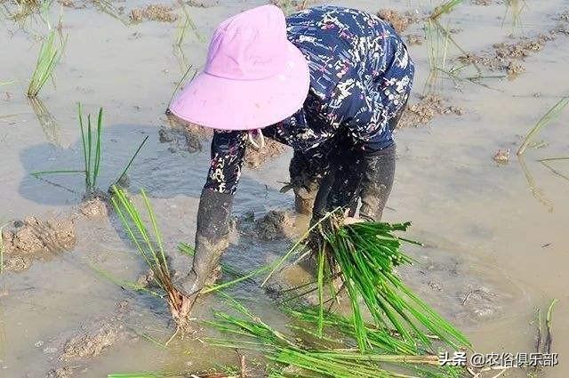 五六块一斤，药用和食用价值都很高的马蹄，怎么种植才更高产？