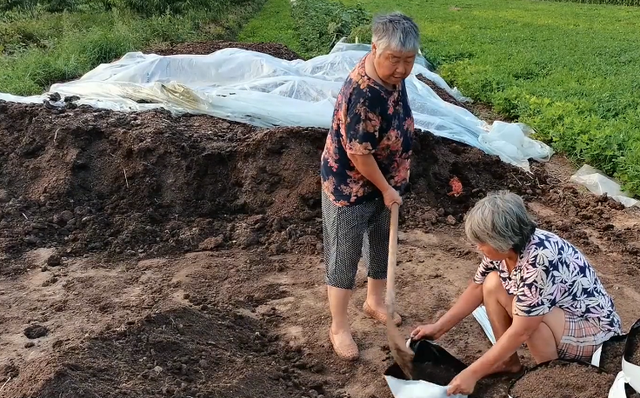 无土栽培瓜果有技巧，提前浇水润湿基质，栽苗成活率高