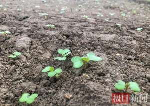 水田种植什么最赚钱(悠悠夏枯草，株株系真情——江陵县80后村干部试种中草药为村民蹚出致富路)