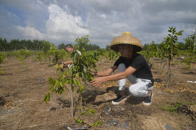 沉香人工栽培的技术要点，与造林存活率和沉香结香量之间的关系