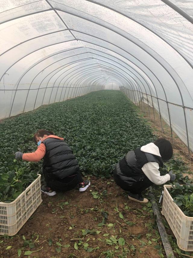 新建蔬菜大棚每亩补贴6000元西安高新区出台疫情防控期间扩大蔬菜生产专项政策