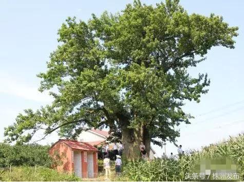 湖南十大树王，一棵在炎陵！株洲6株“湖南最美古树”，炎陵又占4席