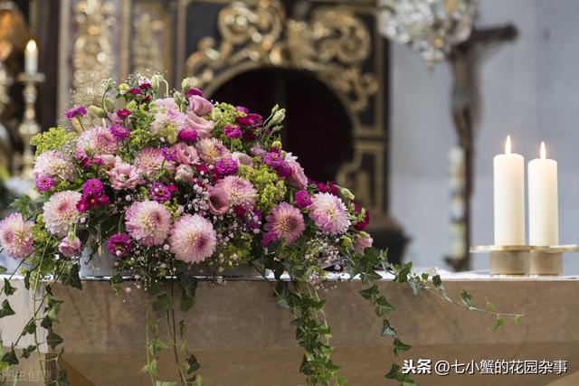 大丽花的养殖记录，从根块到开花，教你如何种植大丽花