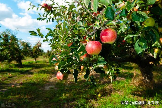 传统果树种植区，出现“树苗改粮”现象，原因是粮食涨价引起的吗