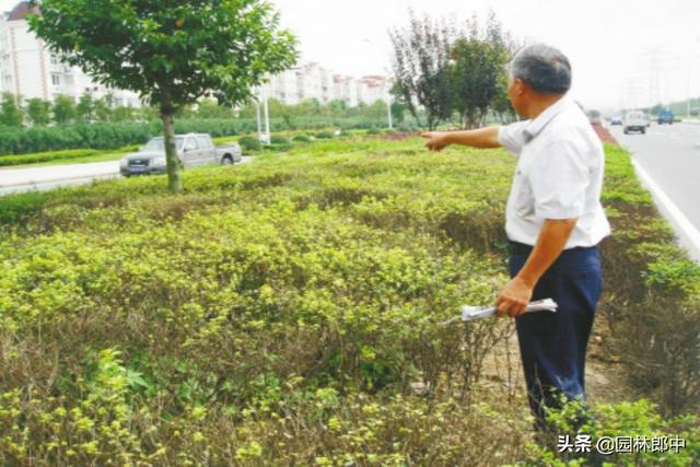 一种常见的绿篱，有时候却会大面积枯死，到底是什么在危害？