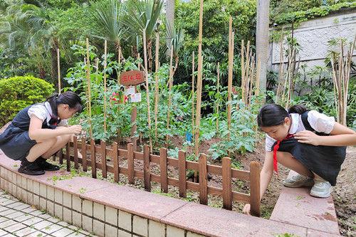 深圳外国语小学“青青葵园”小菜地迎来丰收季