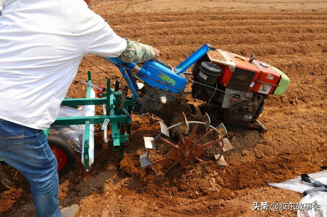 栽蔬菜、种花生、苹果树授粉，盘点五一前后胶东半岛的常见农活