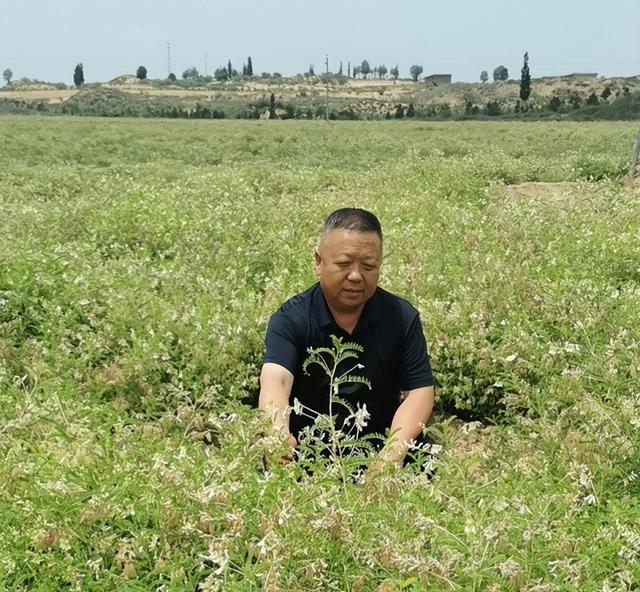 定边新城滩村：万亩中药材种植助力乡村产业发展再上新台阶