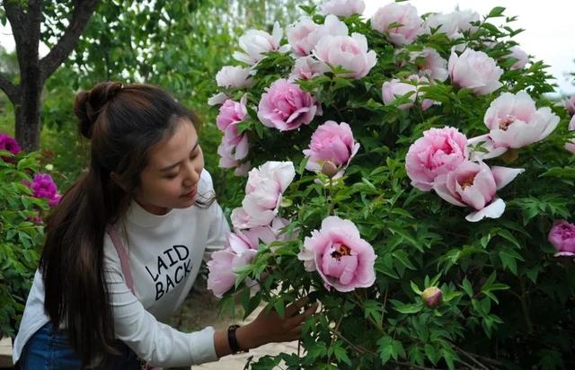 赏花何须去洛阳，距离兰州80公里的临洮才是“中国紫斑牡丹”之乡