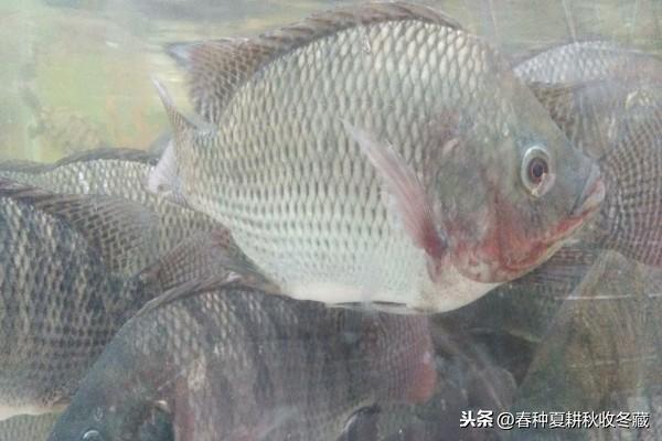 水产微生物，养鱼大用处：4种常用微生物制剂的作用和注意事项