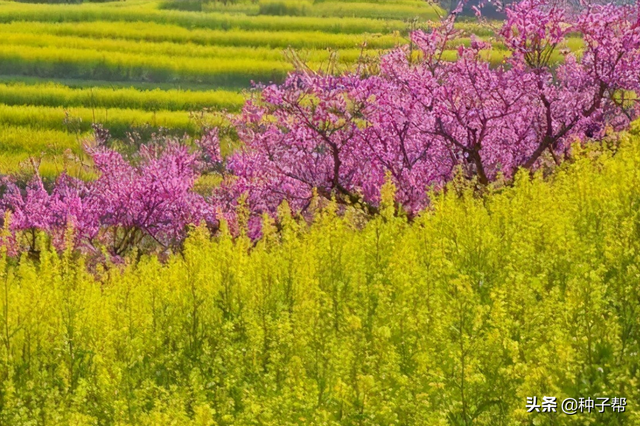 冬油菜开花正旺，春油菜什么时候种最合适？如何打造春油菜花海？