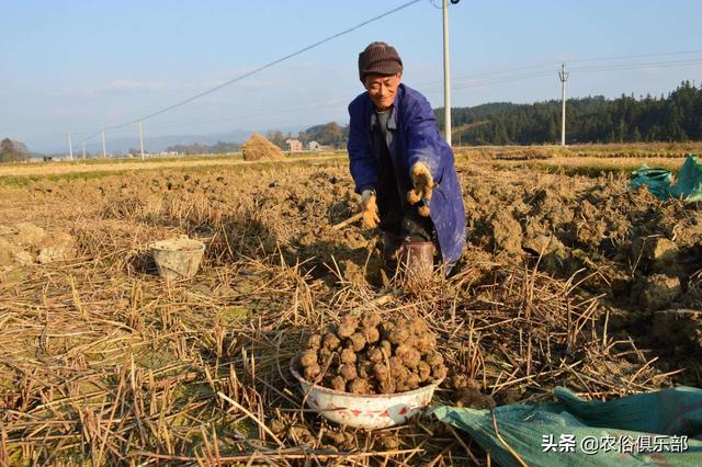 五六块一斤，药用和食用价值都很高的马蹄，怎么种植才更高产？