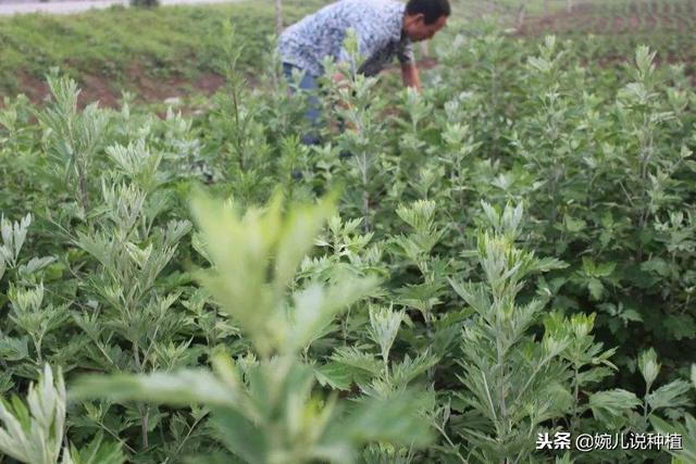 种植艾草一亩利润多少？2019年价格多少钱一斤？明年种植前景如何